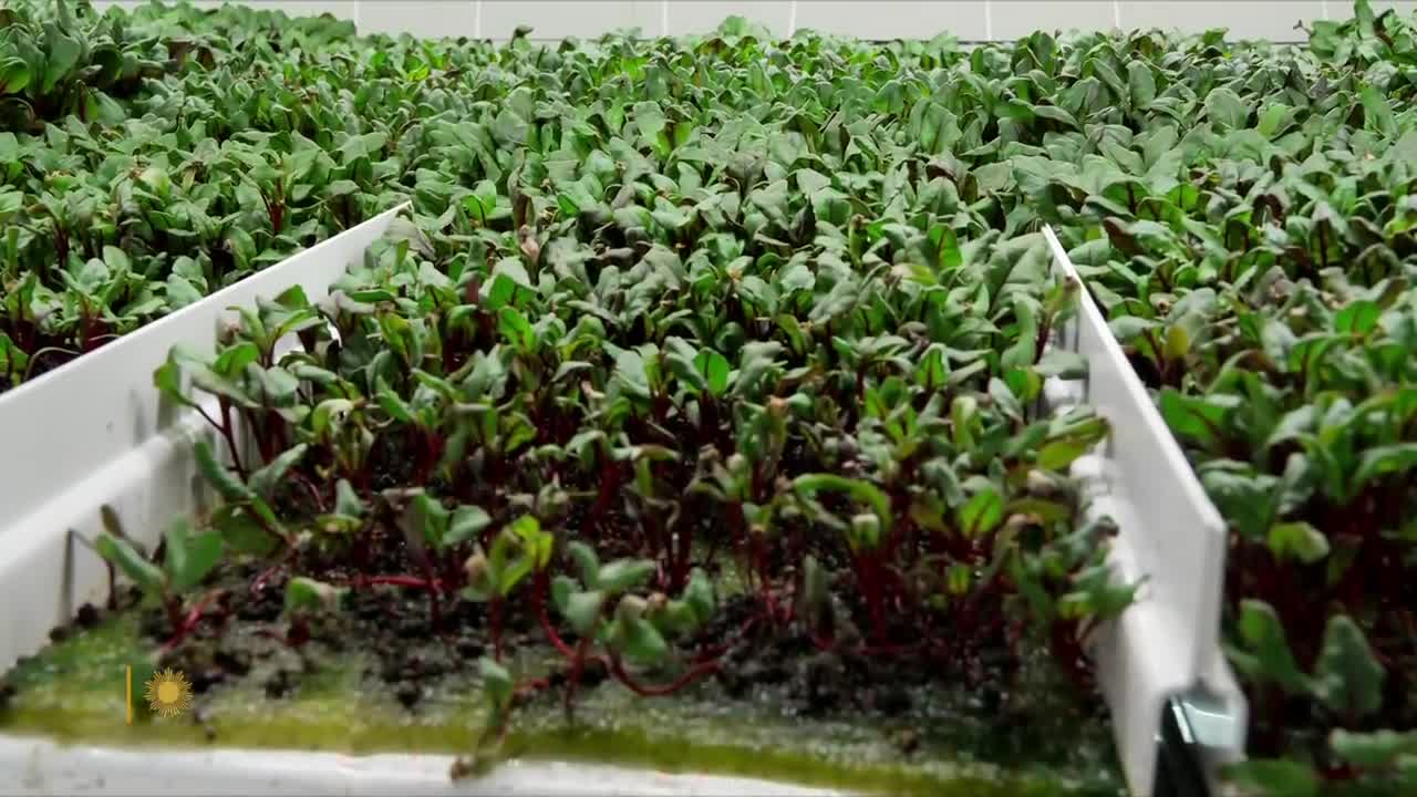 Vertical farming: A new form of agriculture