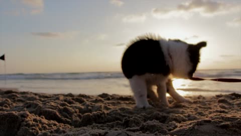 The Dog peaceful play on the beach