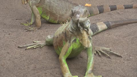 WILL DO TRICKS FOR LETTUCE
