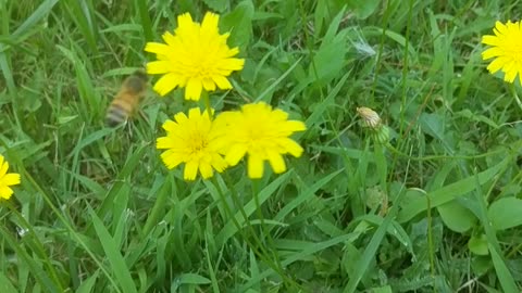 Bees