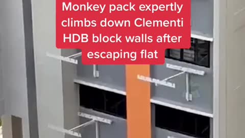 Monkey pack expertly climbs down Clementi HDB block walls after escaping flat