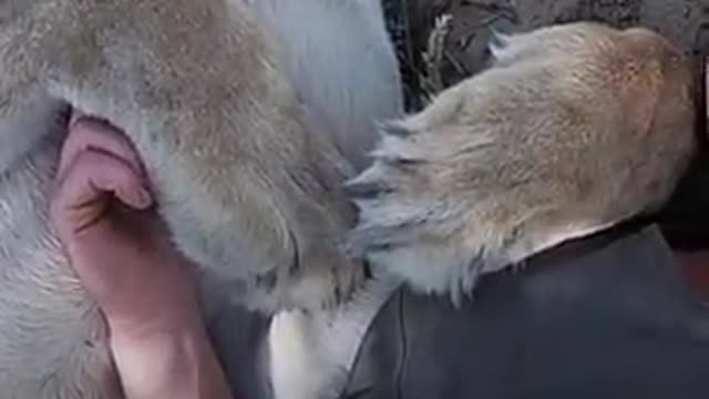 This lioness runs to hug her owner every time she sees him