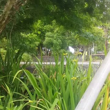 6.11.2024 Out of Control Kuranda (2)