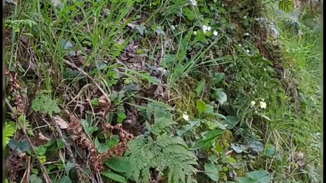 Primrose, wood-sorrel and viola