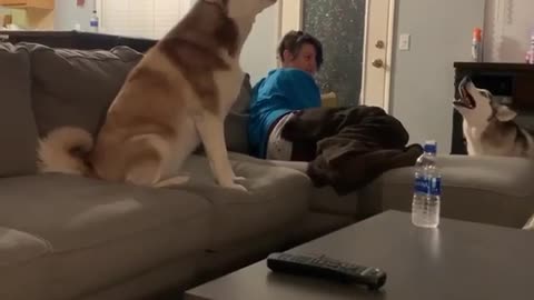 What it sounds like when huskies have an argument