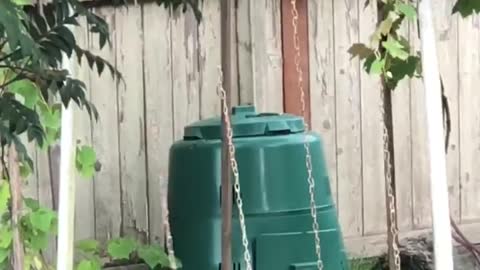 Little Raccoon Having Fun Playing on Swings