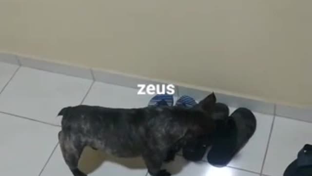 Meu cachorro zeus