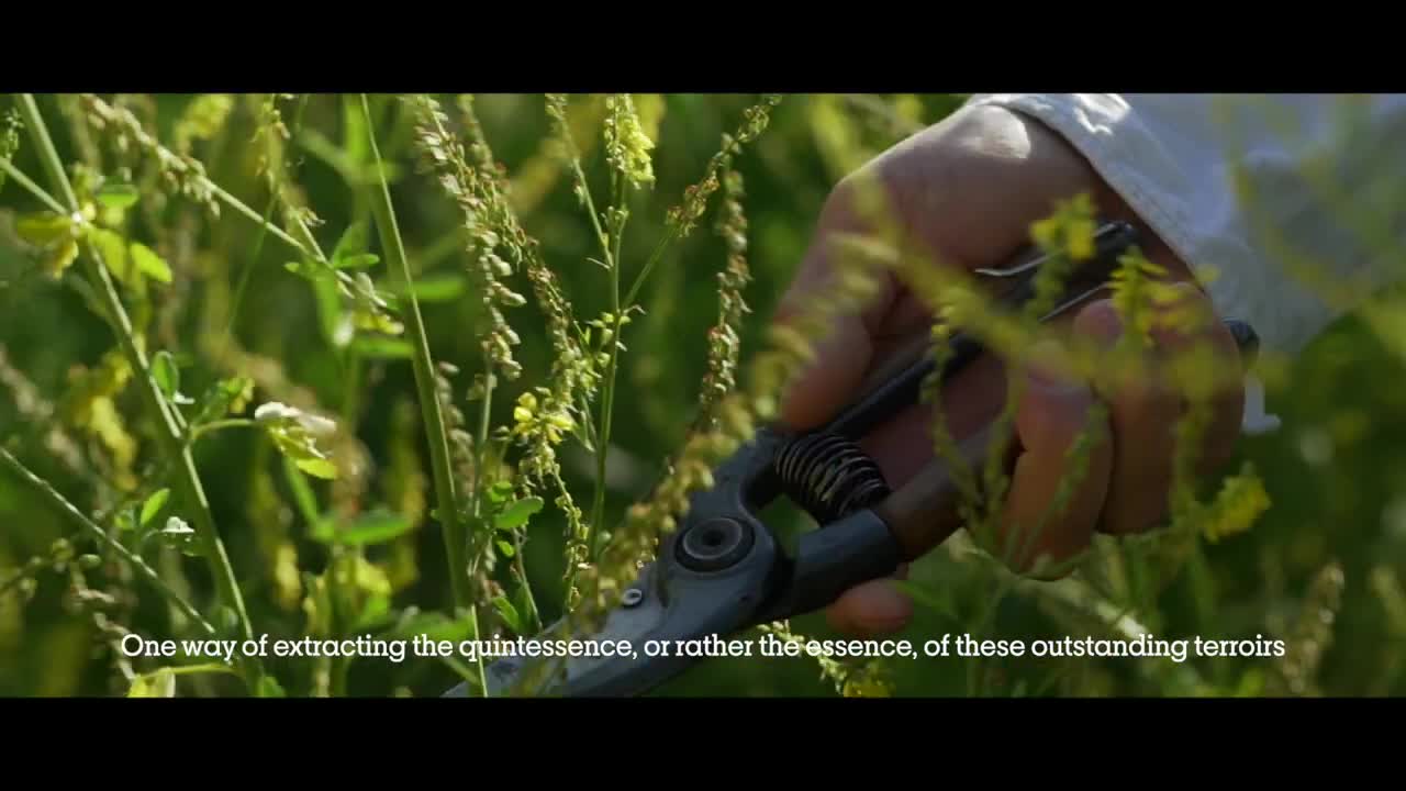 Louis Roederer & Duy Anh Nhan Duc.