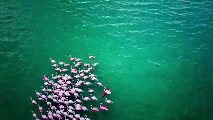 Lago Flamingo Pássaros Rebanho Penas Plumagem