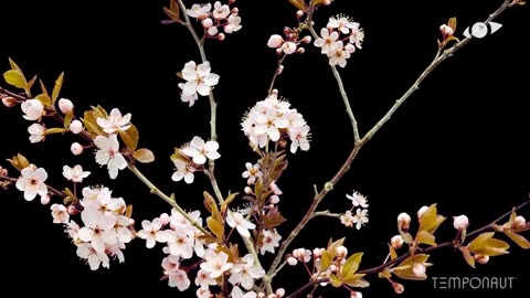 Purple-Leaf Plum Time-lapse