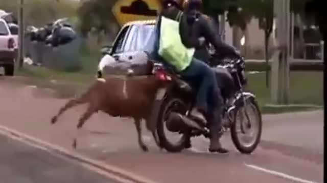 A small child is afraid of a sheep hitting him, but he is young