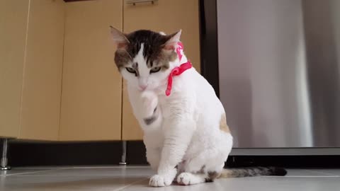 Video Of A Funny White Cat