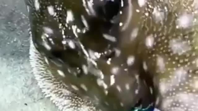 Fish immortal to poisonous insects