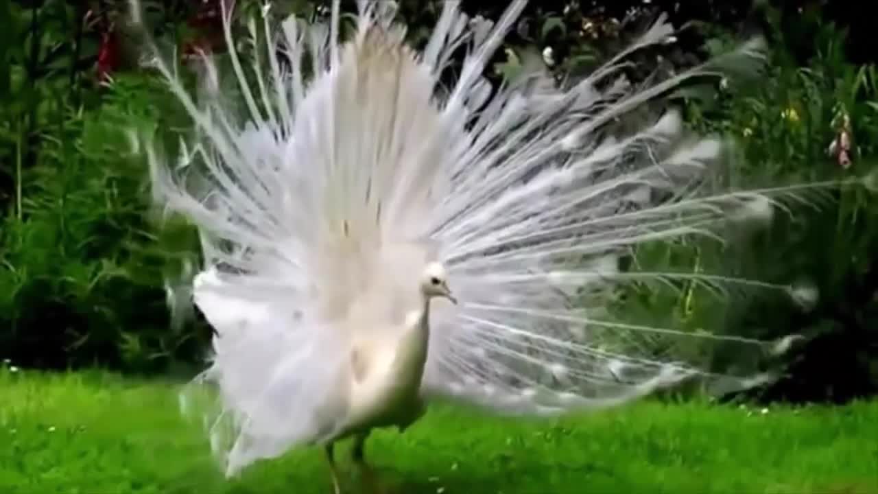 White Peacock Dance in Rain Video