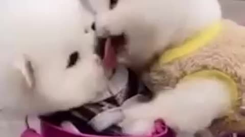 Cats - Baby cats - funny and fluffy (69) / Gatos - Filhotes - engraçados e fofos (69) #shorts