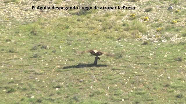 Aguila Cazando