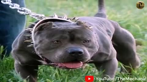 Dog funny video# funny video dog