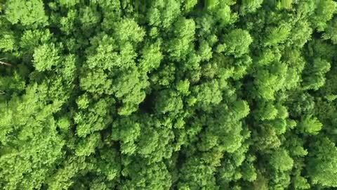 Aerial view of forest