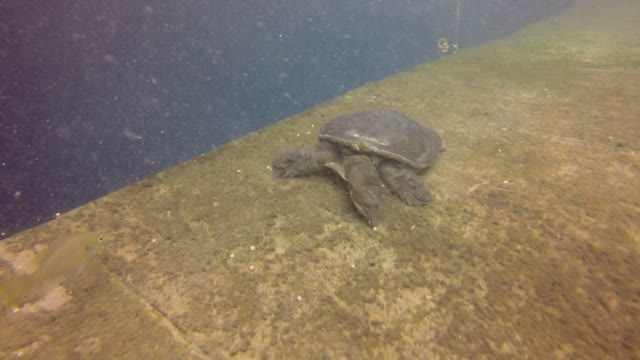 Overly Friendly Turtle