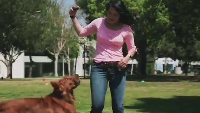 Dog training video