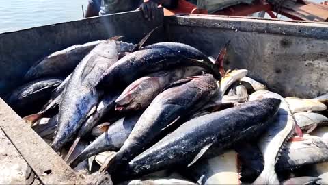 Big Fish Catching || Amazing GholFish || Deep sea in Gujarat fishing Boat ||-15