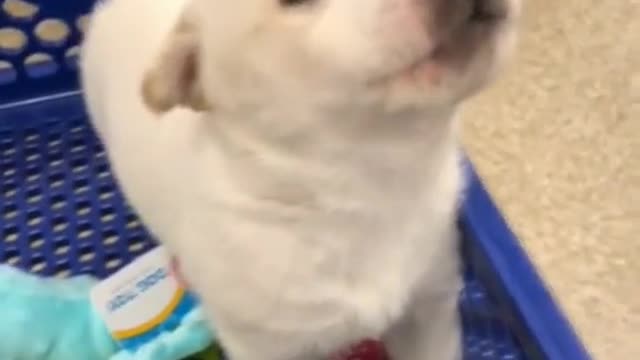 Cute puppy howling in a store