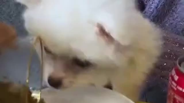 Baby Dog Cute and Animals Funny, MIX VID FUN