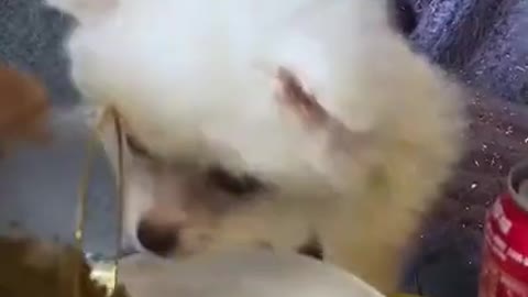 Baby Dog Cute and Animals Funny, MIX VID FUN