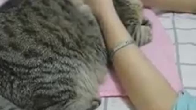 The fat cat is happy with its owner