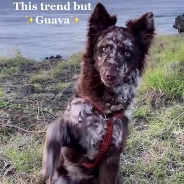 Guava wanted to try this trend