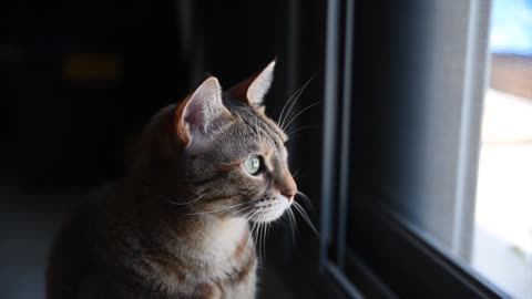 Beauty cats and fantastic cats