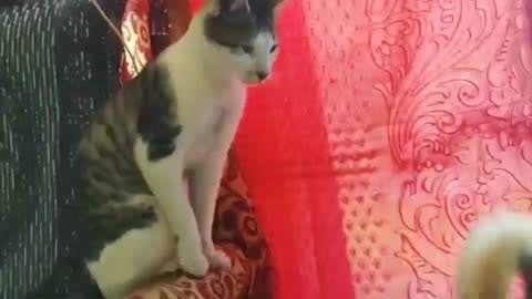Cat funny videos.