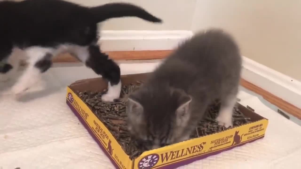 How To Train Your Baby Kitten To Use The Litter!