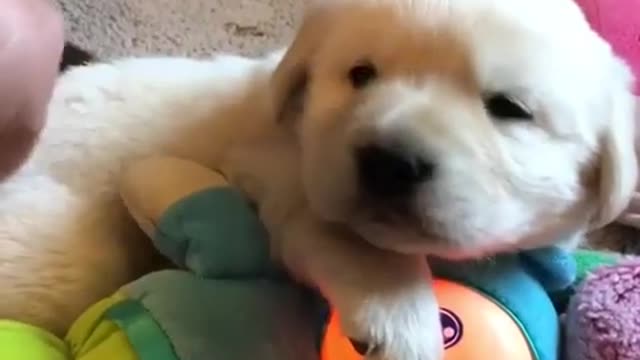 lets watch So Cute Puppy golden retriever