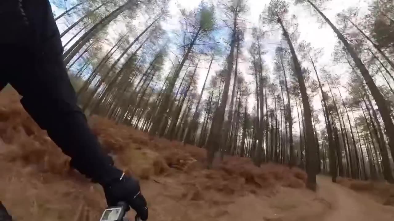 POV Bike Ride in the Forest