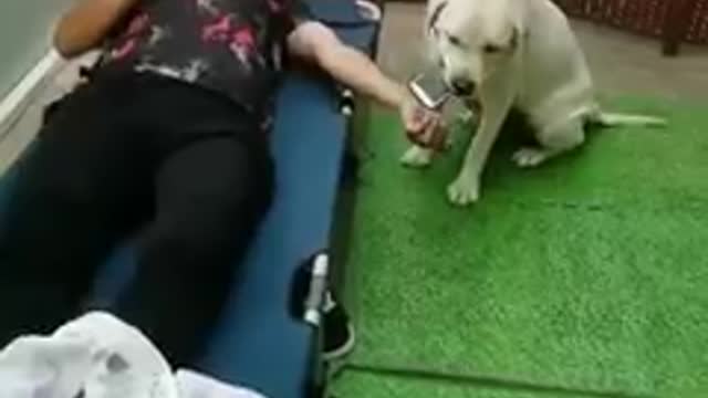 Loyal Dog helping her lord