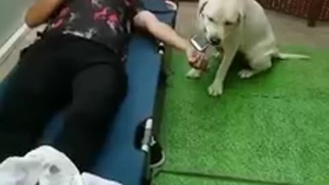 Loyal Dog helping her lord