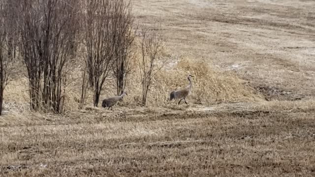 Roadside Sandhill Cranes B.C.