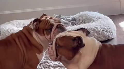 angry bulldogs