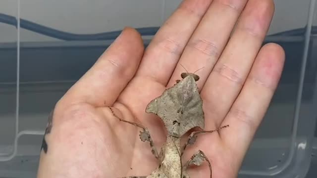 Interesting Insects 😍 Cutest Critters