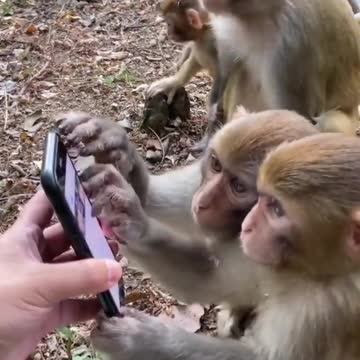 onkeys using the phone just like a human, super cute and graceful kittens #shorts