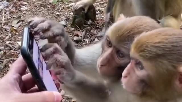 onkeys using the phone just like a human, super cute and graceful kittens #shorts