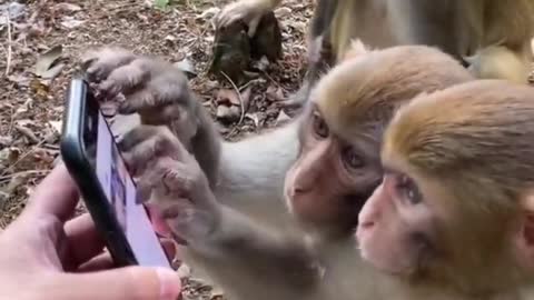 onkeys using the phone just like a human, super cute and graceful kittens #shorts