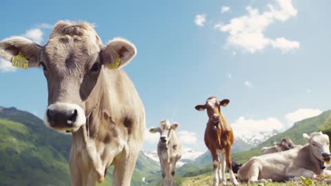 An Alpine cow is smelling the camera, than turns to its herd