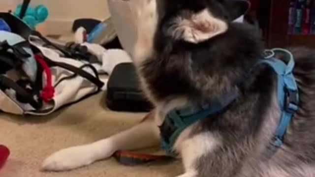 Cute Dog and funny puppy