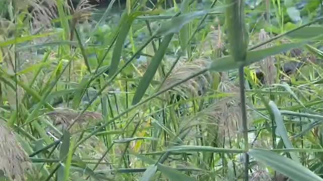 This is a reed forest