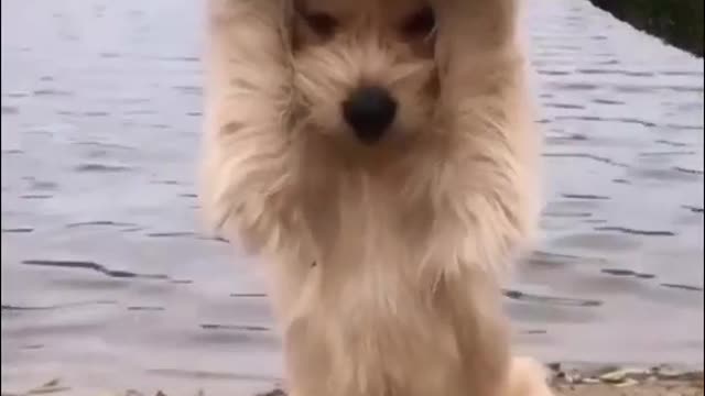 Cute puppy, video in bitch