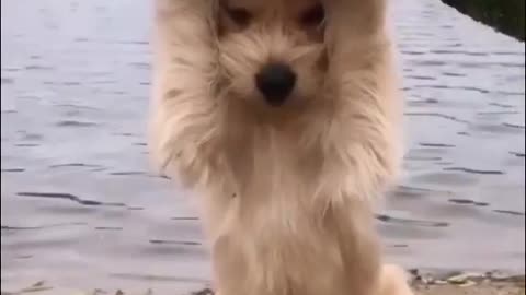 Cute puppy, video in bitch