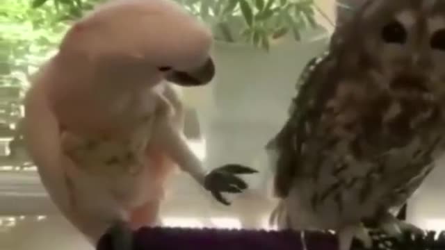 Funny Animal Video