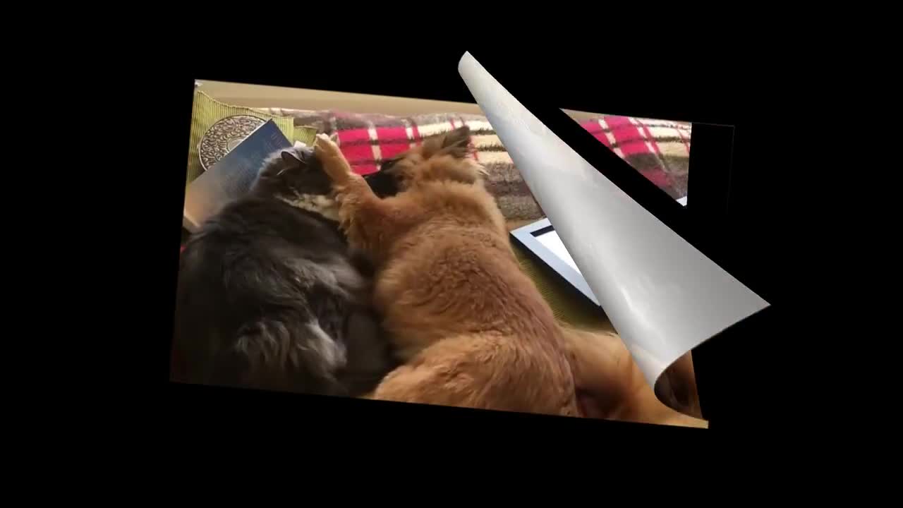 Funny Cat and Dog Funny Cat and Dog